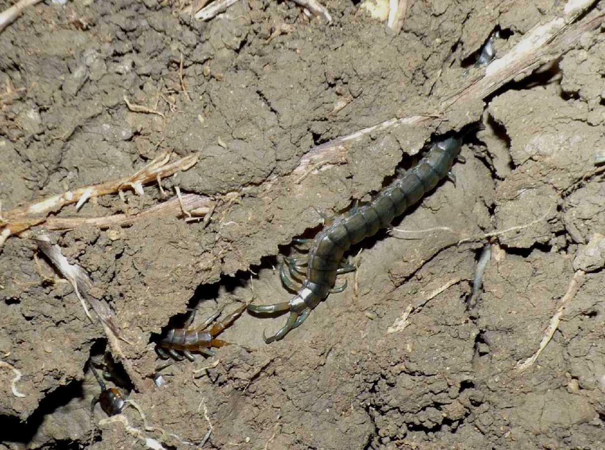 Scolopendra oraniensis (coppia?)